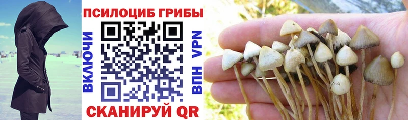 Галлюциногенные грибы Psilocybine cubensis  Саратов 